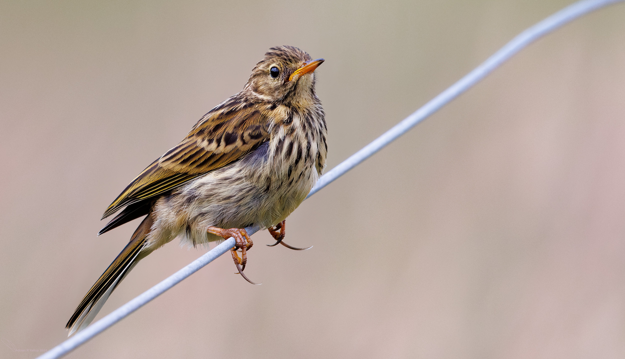 Anthus pratensis meadow pipit juvenille